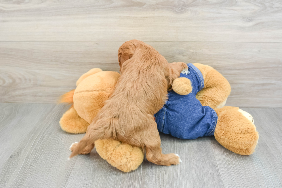 Cavapoo Puppy for Adoption