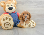 8 week old Cavapoo Puppy For Sale - Lone Star Pups