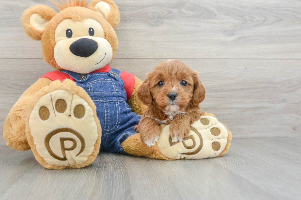 7 week old Cavapoo Puppy For Sale - Lone Star Pups