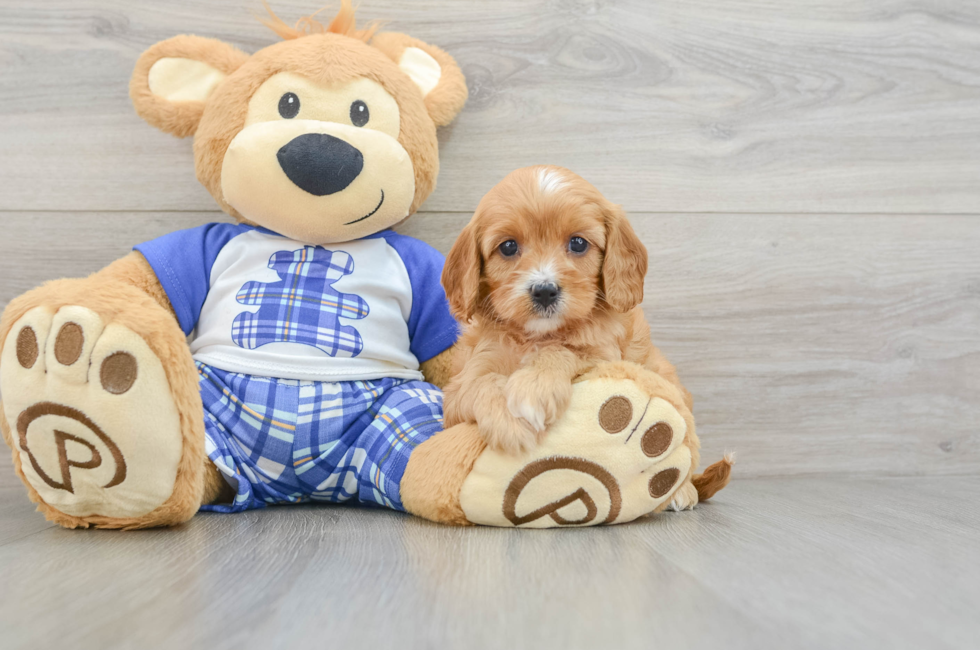 8 week old Cavapoo Puppy For Sale - Lone Star Pups