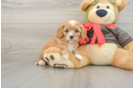 Playful Cavapoodle Poodle Mix Puppy