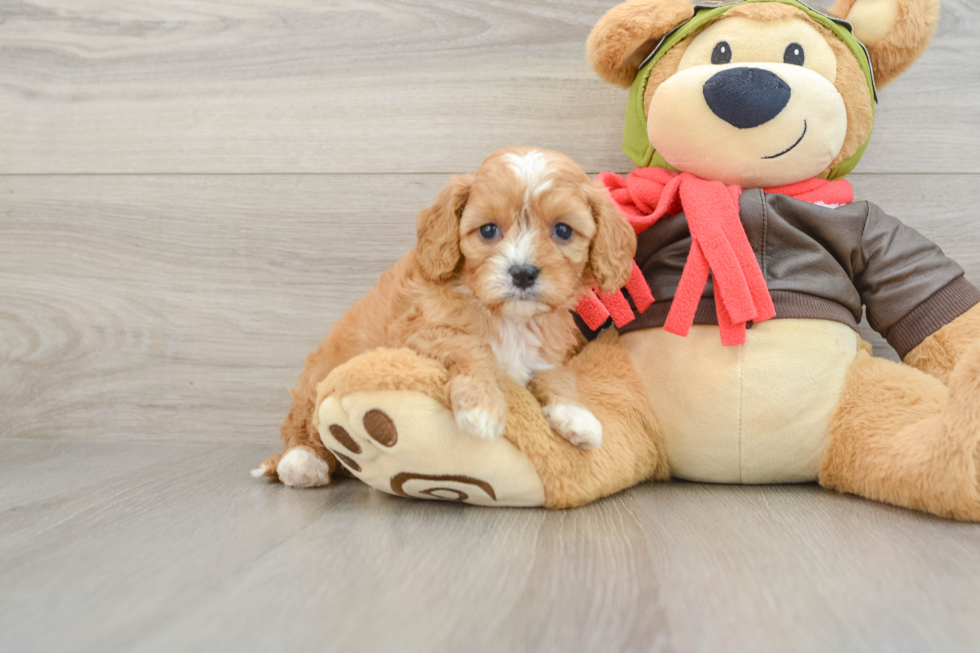 Playful Cavapoodle Poodle Mix Puppy
