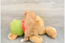 Petite Cavapoo Poodle Mix Pup