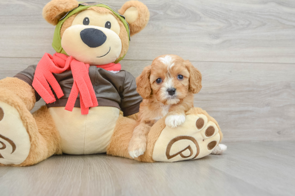 5 week old Cavapoo Puppy For Sale - Lone Star Pups