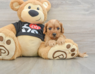 8 week old Cavapoo Puppy For Sale - Lone Star Pups