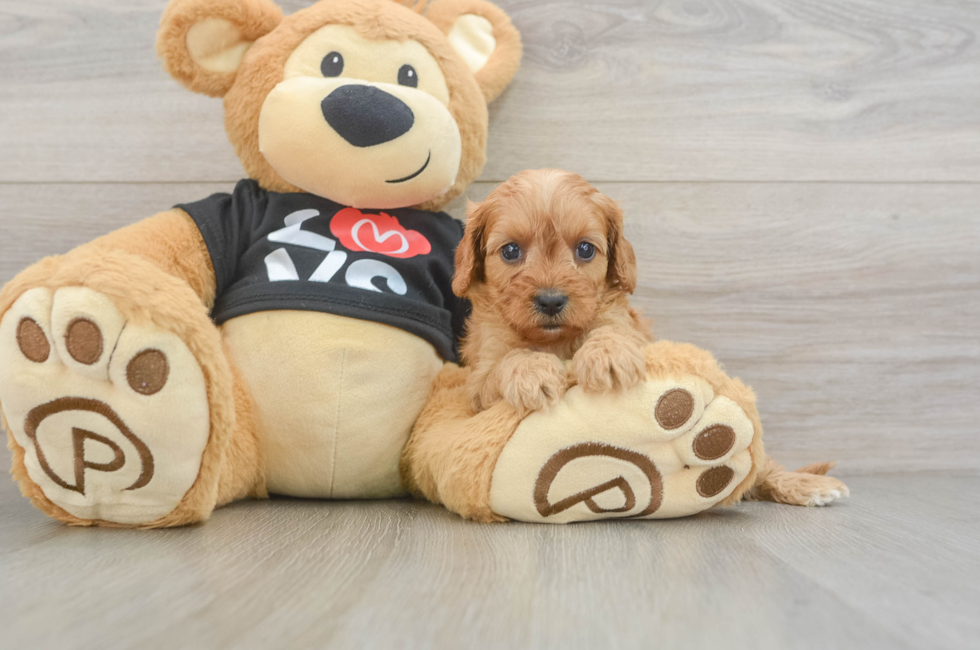 6 week old Cavapoo Puppy For Sale - Lone Star Pups