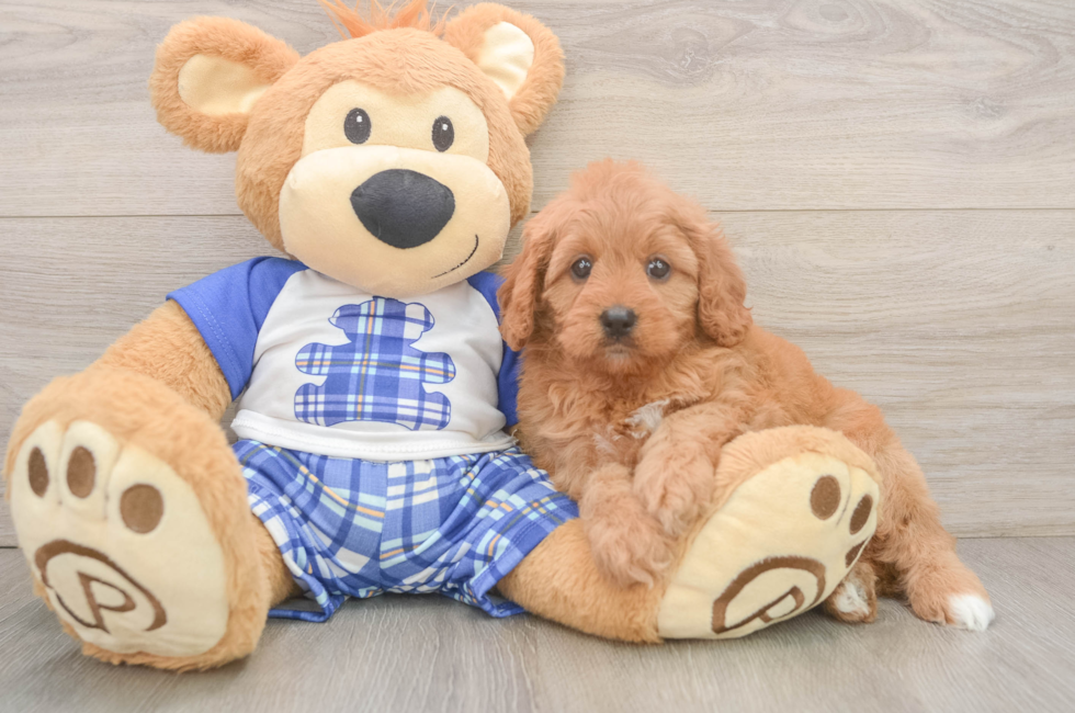 5 week old Cavapoo Puppy For Sale - Lone Star Pups