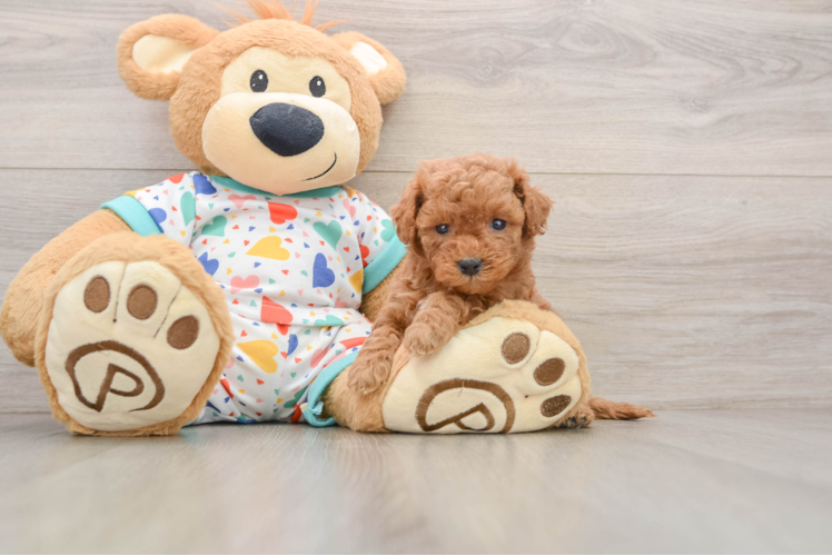 Friendly Cavapoo Baby