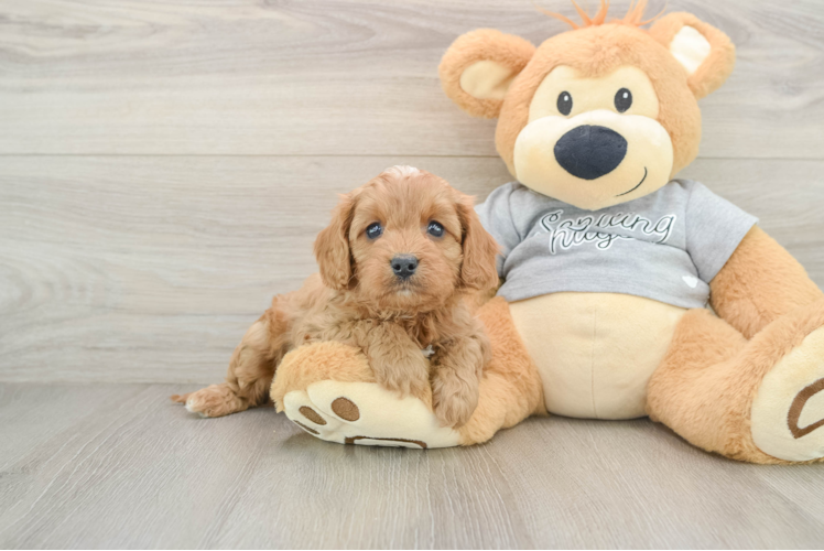 Cavapoo Pup Being Cute