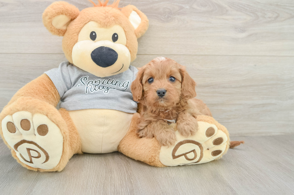 Cavapoo Pup Being Cute