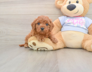 8 week old Cavapoo Puppy For Sale - Lone Star Pups