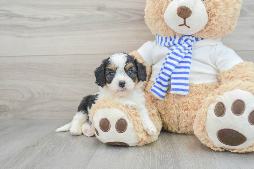 Cavapoo Puppy for Adoption