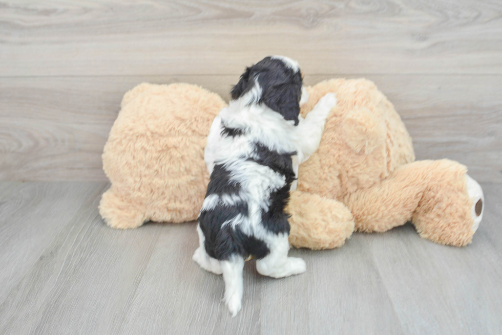 Funny Cavapoo Poodle Mix Pup