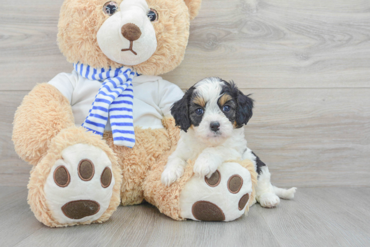 Cavapoo Pup Being Cute