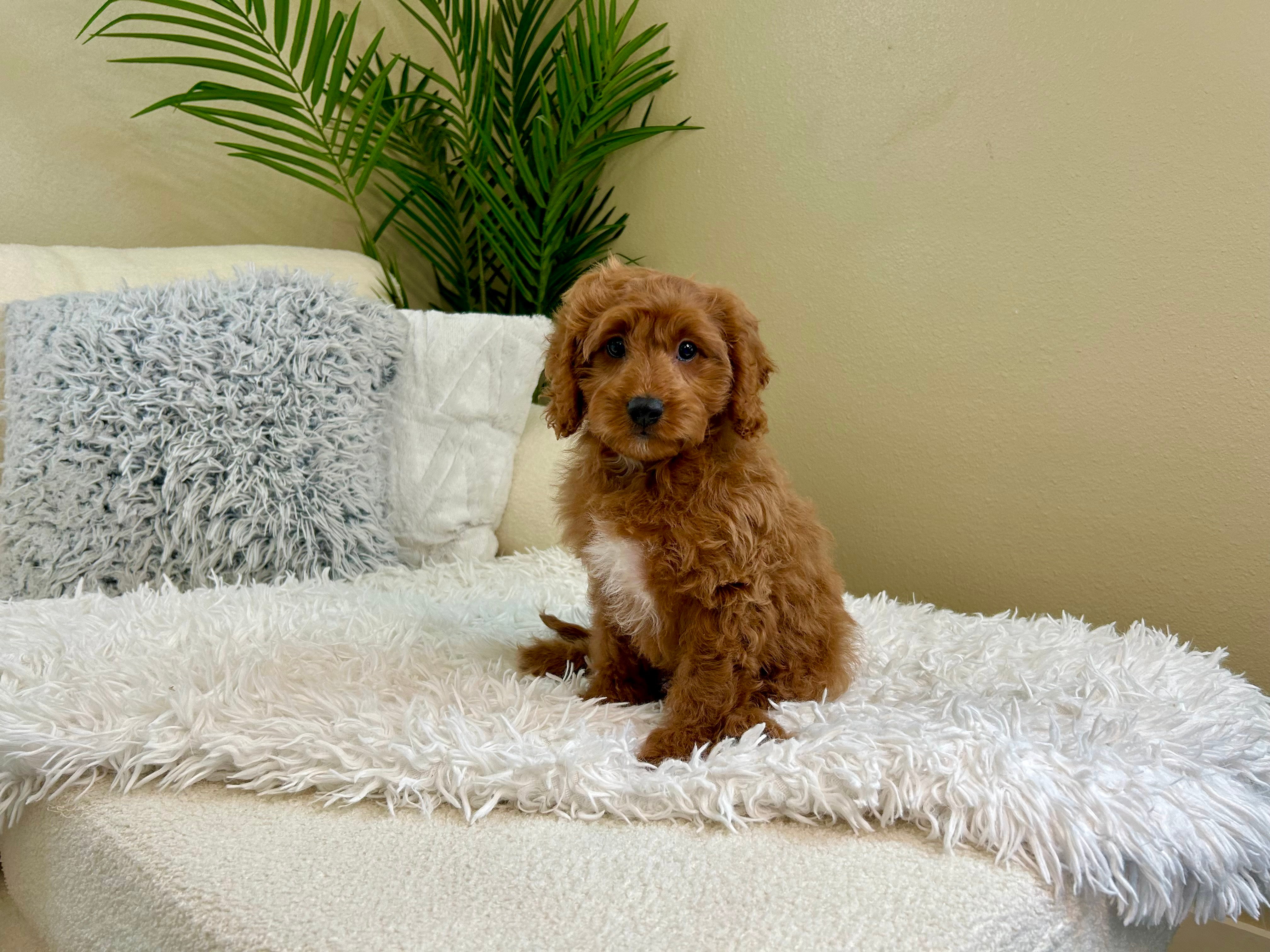 Cavapoo Puppy for Adoption