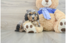 Cavapoo Puppy for Adoption