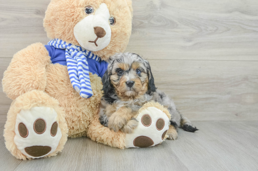 6 week old Cavapoo Puppy For Sale - Lone Star Pups