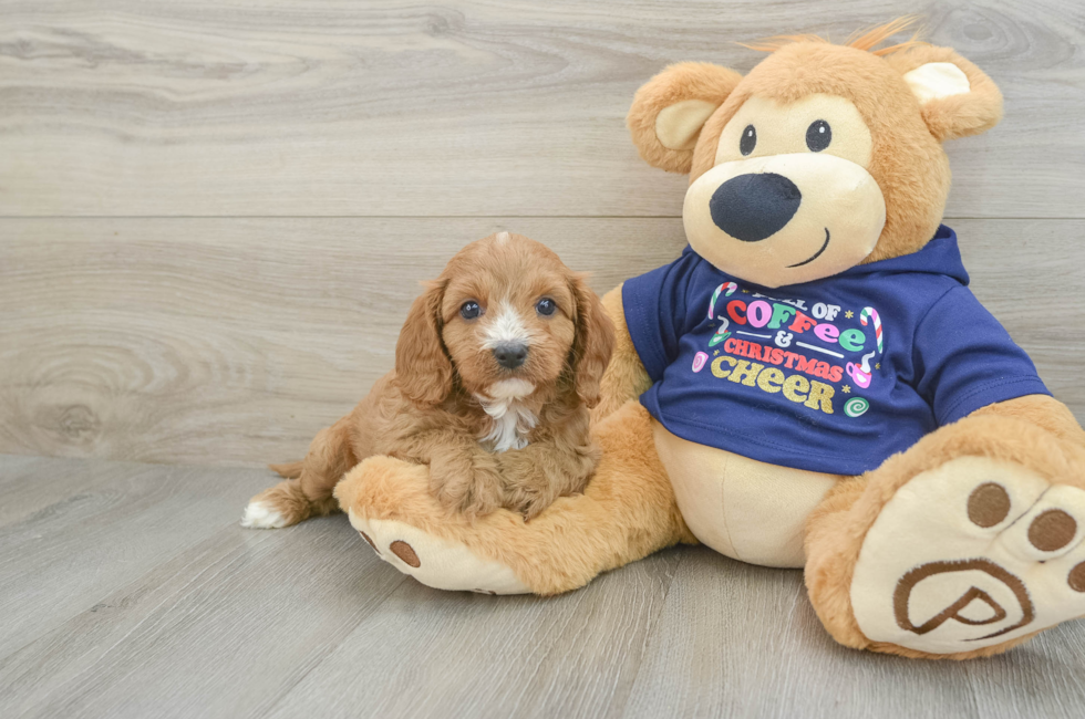 5 week old Cavapoo Puppy For Sale - Lone Star Pups