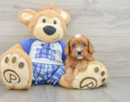 8 week old Cavapoo Puppy For Sale - Lone Star Pups