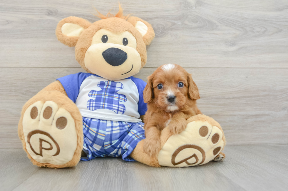 8 week old Cavapoo Puppy For Sale - Lone Star Pups