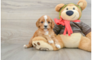 Fluffy Cavapoo Poodle Mix Pup