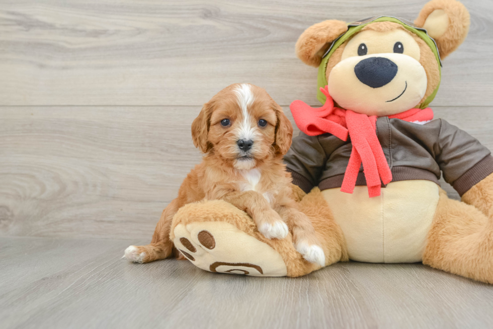 Fluffy Cavapoo Poodle Mix Pup