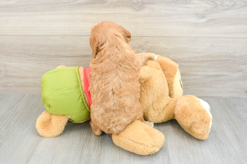 Sweet Cavapoo Baby