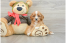Popular Cavapoo Poodle Mix Pup