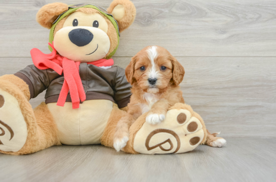 Popular Cavapoo Poodle Mix Pup