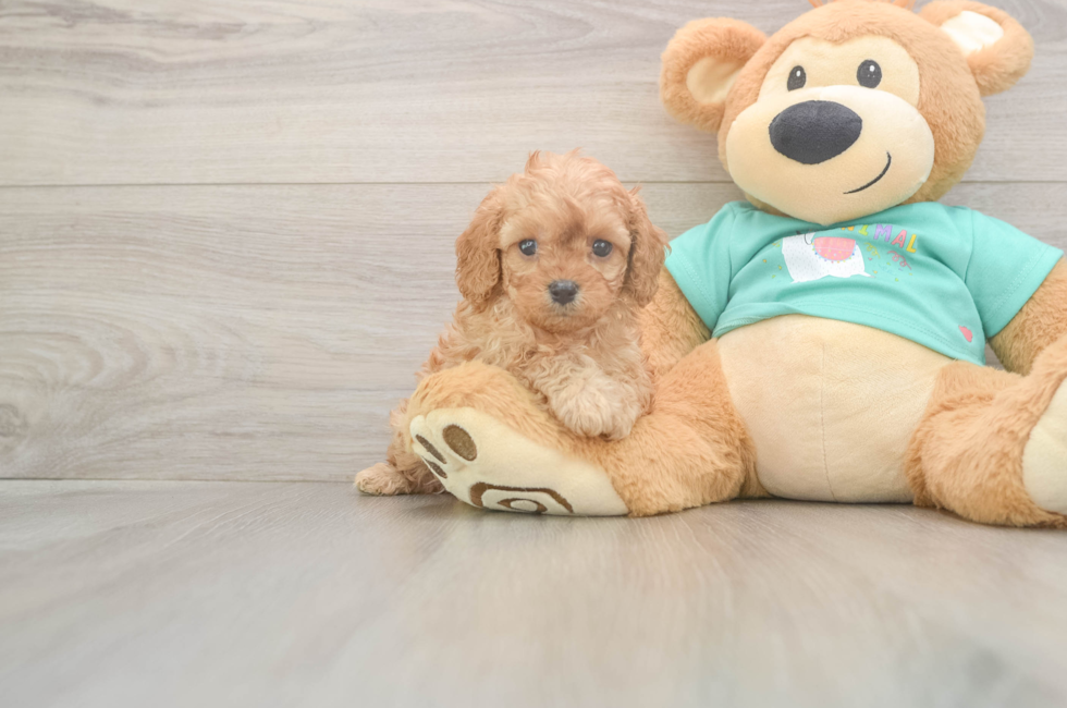 5 week old Cavapoo Puppy For Sale - Lone Star Pups
