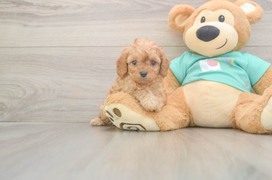 5 week old Cavapoo Puppy For Sale - Lone Star Pups Best Cavapoo Baby