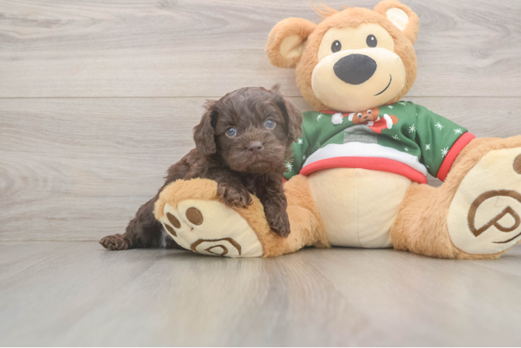 Cavapoo Puppy for Adoption