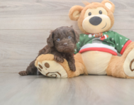 7 week old Cavapoo Puppy For Sale - Lone Star Pups