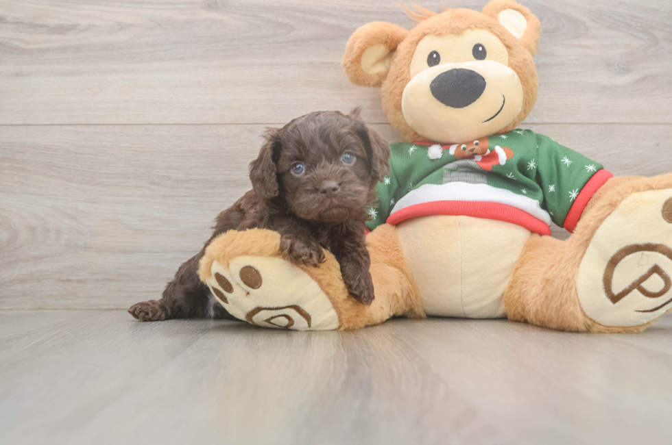 5 week old Cavapoo Puppy For Sale - Lone Star Pups