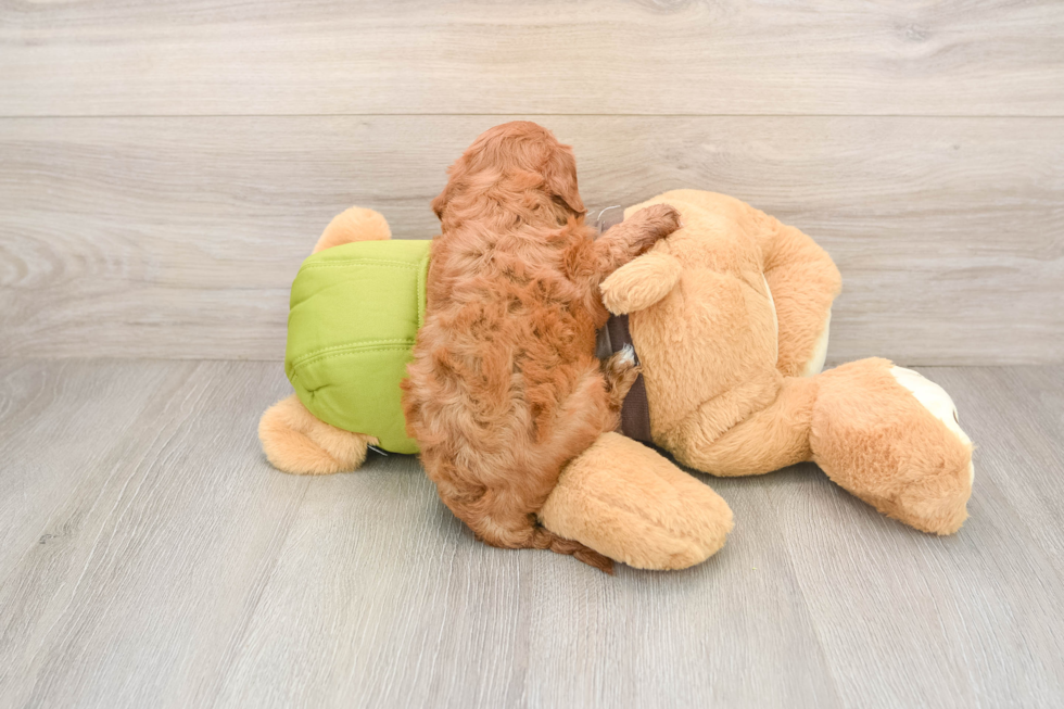 Cavapoo Pup Being Cute