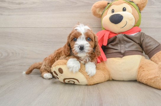 KELLEN, a Cavapoo littermate