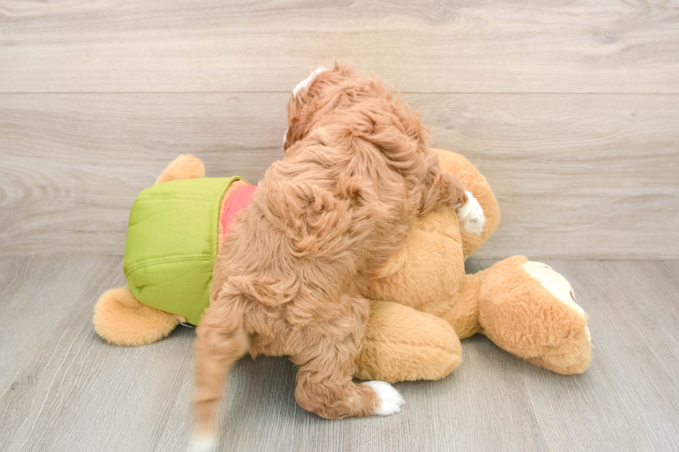 Hypoallergenic Cavadoodle Poodle Mix Puppy