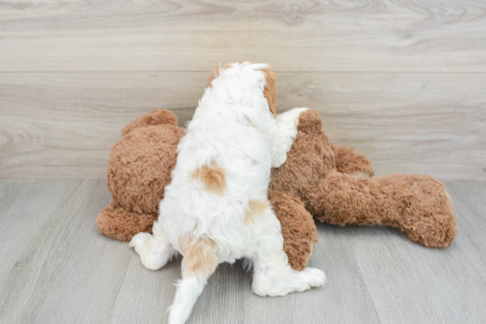 Fluffy Cavapoo Poodle Mix Pup