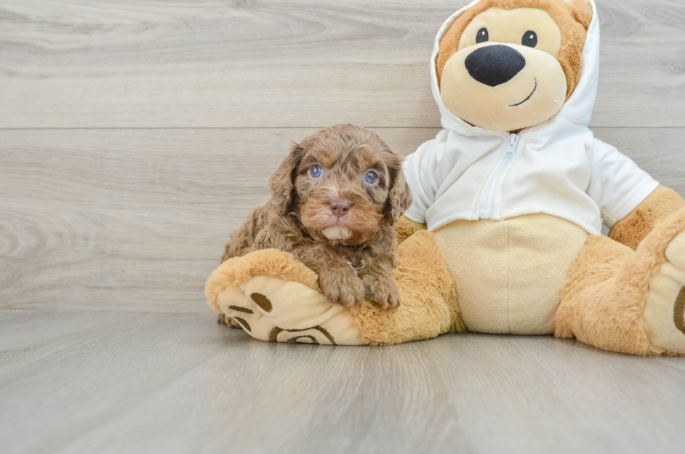 5 week old Cavapoo Puppy For Sale - Lone Star Pups