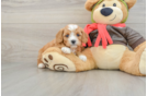 Funny Cavapoo Poodle Mix Pup