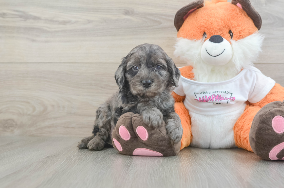 5 week old Cavapoo Puppy For Sale - Lone Star Pups