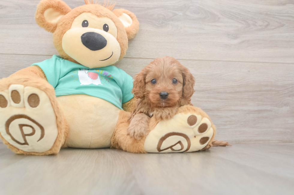 5 week old Cavapoo Puppy For Sale - Lone Star Pups