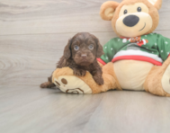 7 week old Cavapoo Puppy For Sale - Lone Star Pups
