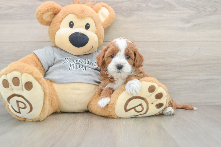 Cavapoo Puppy for Adoption