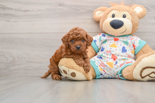 Funny Cavapoo Poodle Mix Pup