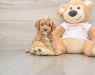 7 week old Cavapoo Puppy For Sale - Lone Star Pups