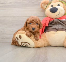 7 week old Cavapoo Puppy For Sale - Lone Star Pups