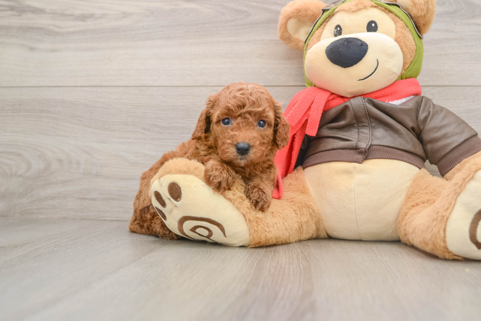 Playful Cavapoodle Poodle Mix Puppy