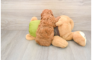 Little Cavipoo Poodle Mix Puppy