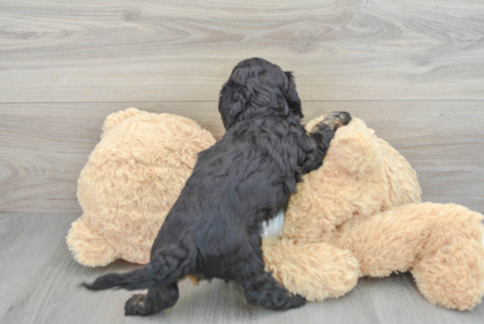 Cavapoo Puppy for Adoption